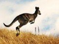 Détails : Vacances Australie