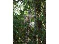 Détails : Rija Tours is the best national guide for your travel Madagascar - Morondava
