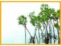 Détails : Voyage au coeur du Sine Saloum